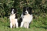 BORDER COLLIE 1328